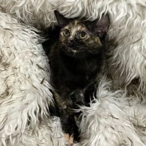 Picture of Fuzzy Bear