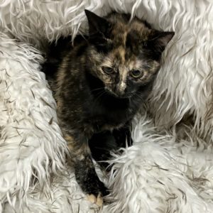 Picture of Fuzzy Bear