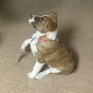 Picture of Ginger