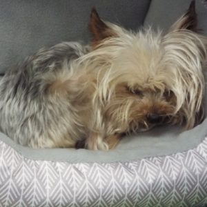 Picture of Gus