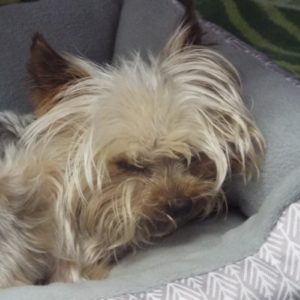 Picture of Gus