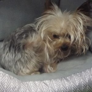Picture of Gus