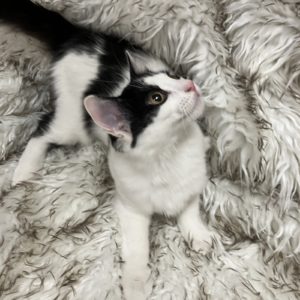 Picture of Honey Bear