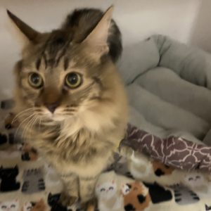 Picture of Lisa