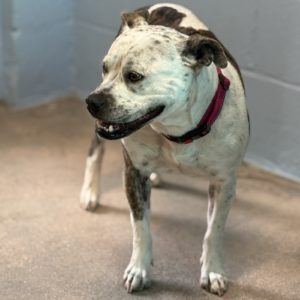 Picture of Lola