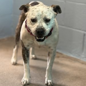 Picture of Lola