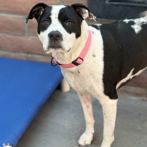 Picture of Madison