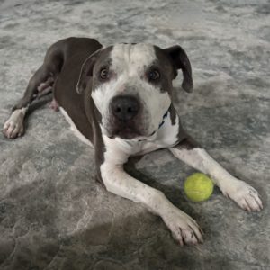 Picture of Marley