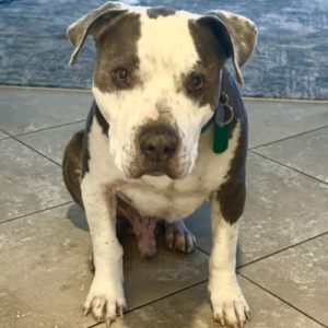 Picture of Marley