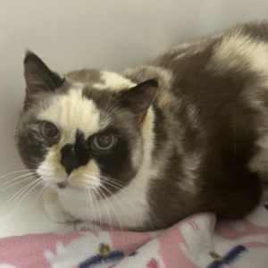Picture of Maya