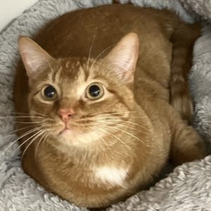 Picture of Meatloaf