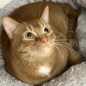 Picture of Meatloaf