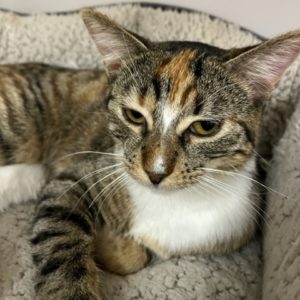 Picture of Mystic