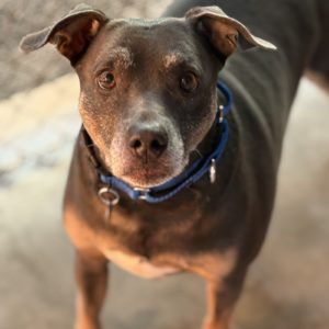 Picture of Oliver