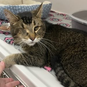 Picture of One-eyed Willy