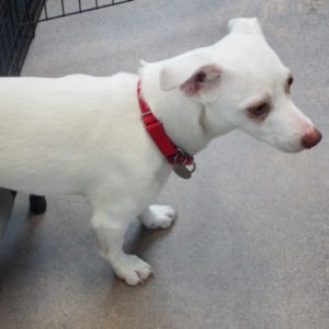 Picture of Opal