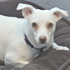 Picture of Opal