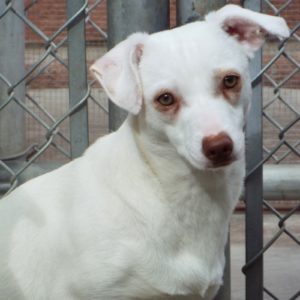 Picture of Opal