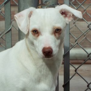 Picture of Opal