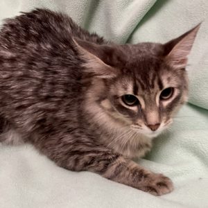 Picture of Peppermint