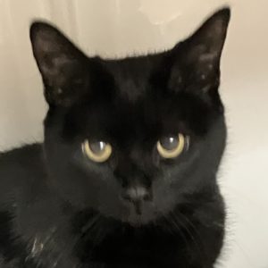Picture of Pickles