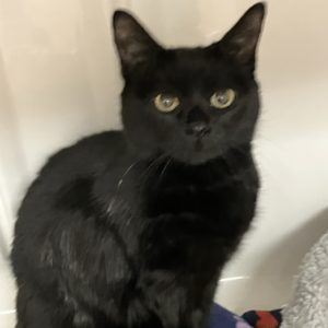 Picture of Pickles