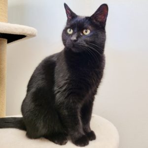 Picture of Pickles