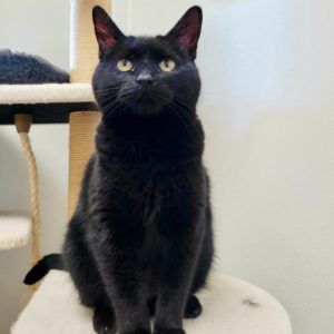 Picture of Pickles