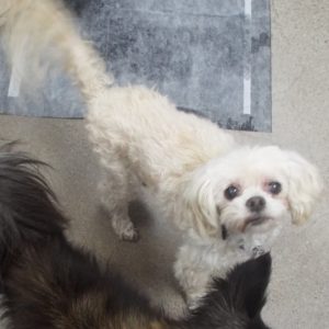 Picture of Pippa