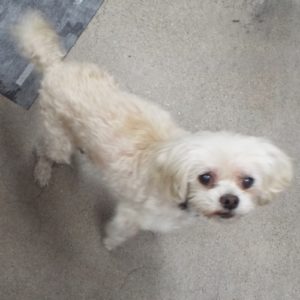 Picture of Pippa