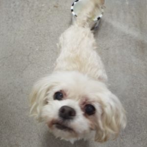 Picture of Pippa