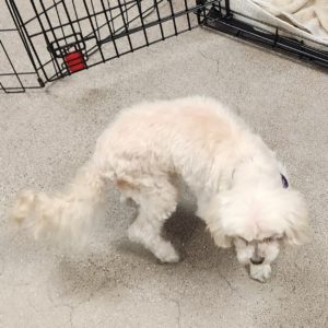 Picture of Pippa