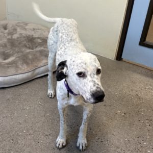 Picture of Pixel