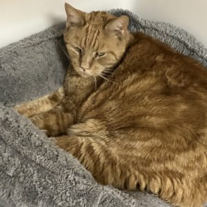 Picture of Red