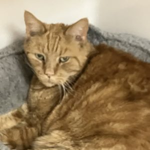 Picture of Red