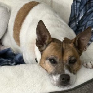 Picture of Ruby