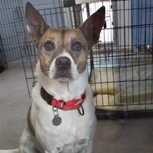 Picture of Ruby