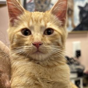 Picture of Scrump