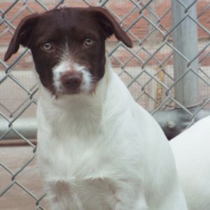 Picture of Snooky