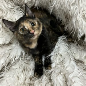 Picture of Snuggle Bear