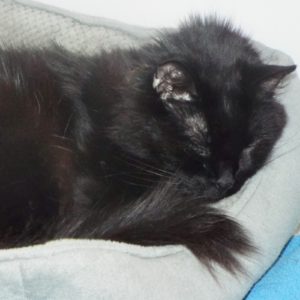Picture of Spot