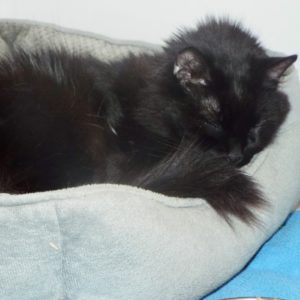 Picture of Spot