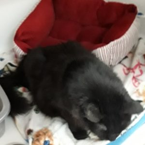 Picture of Spot