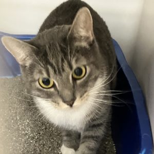 Picture of Squeaker