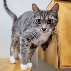 Picture of Squeaker