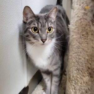 Picture of Squeaker