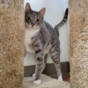 Picture of Squeaker