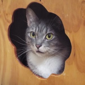 Picture of Squeaker
