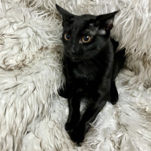 Picture of Sugar Bear