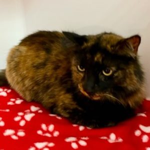 Picture of Taffy